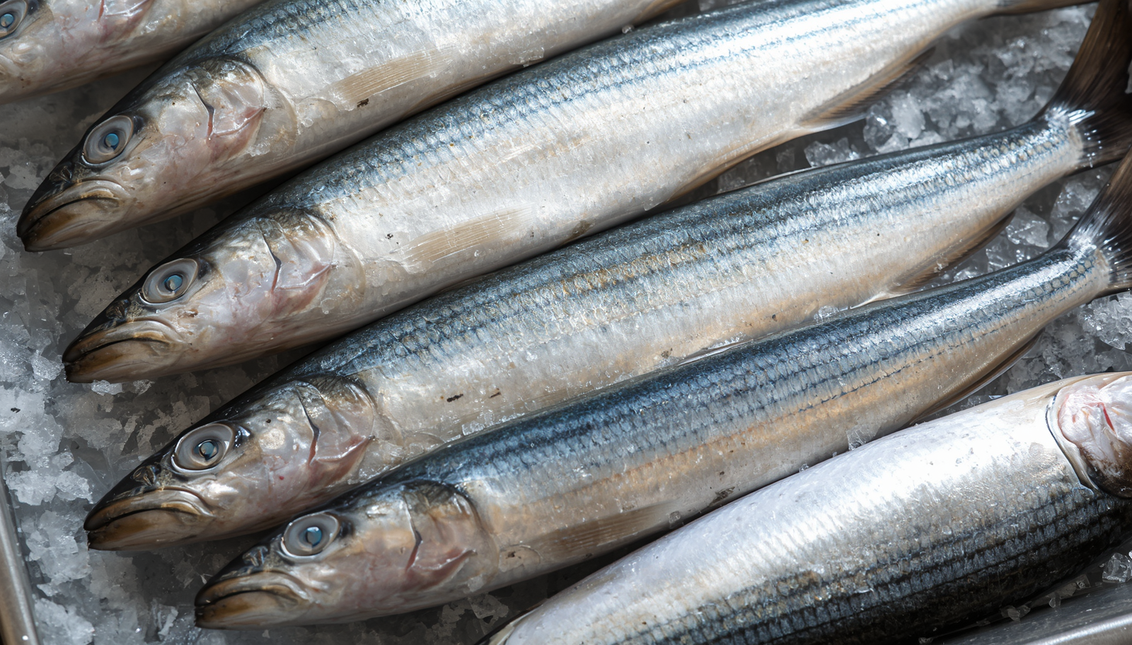Mackerel