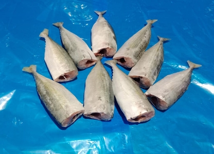 Indian Mackerel (Headless)