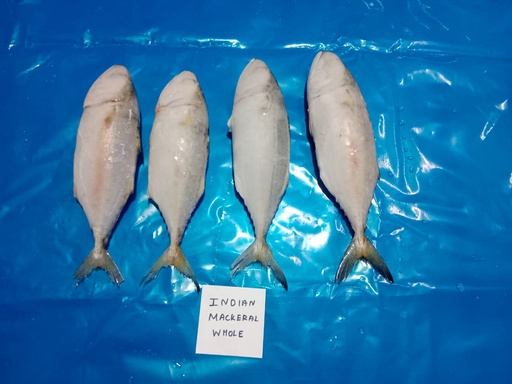 Indian Mackerel (Whole)