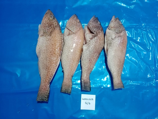 Grouper Fish