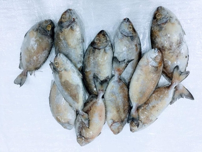Otti Fish