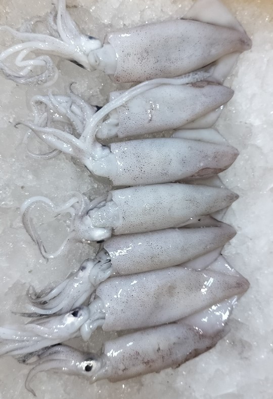 Squid