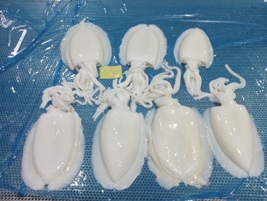 Cuttlefish (Cleaned)