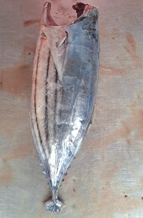 Skipjack Tuna (Moon Cut)