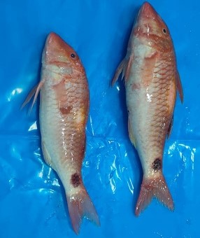 Red Mullet