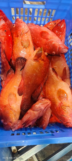 Red Grouper
