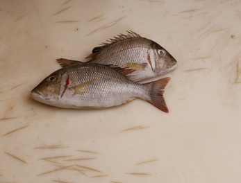 Emperor Fish