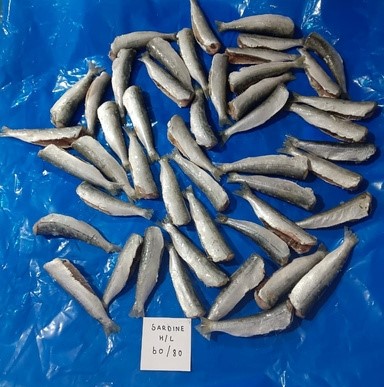 Sardine (Headless)