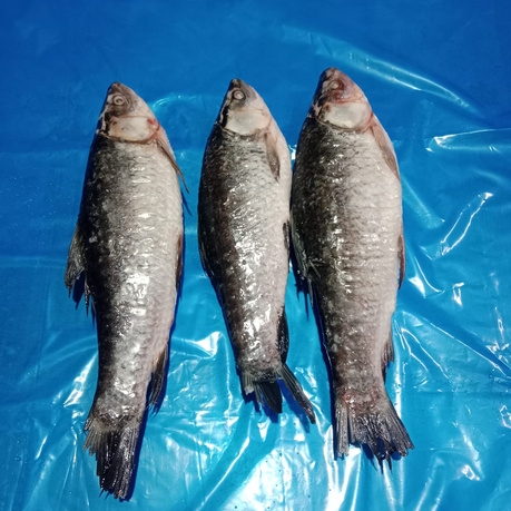 Catla Fish