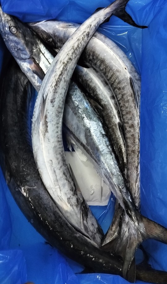 Threadfin Bream