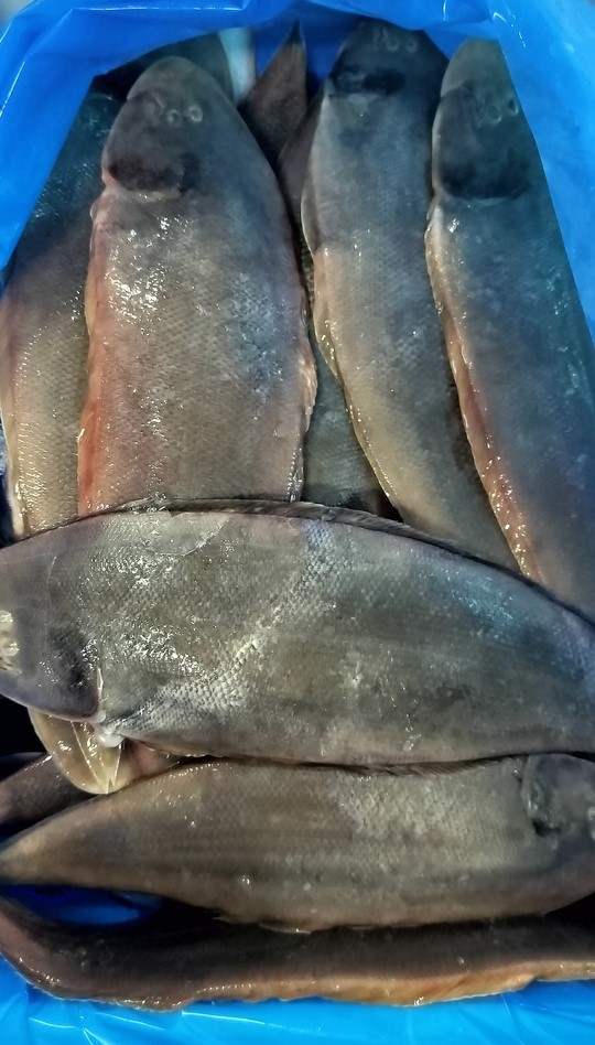 Sole Fish