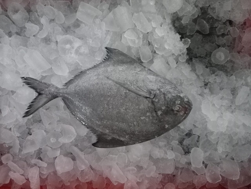 Black Pomfret