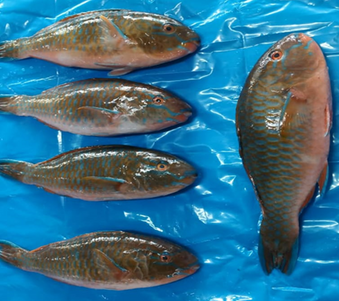 Parrot Fish