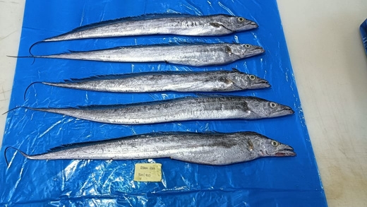 Ribbon Fish