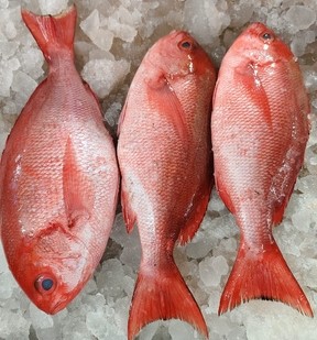 Red Snapper