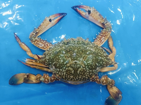 Crab