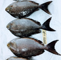Orra Fish