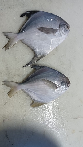 Silver Pomfret