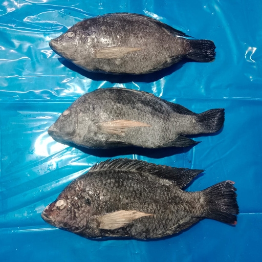Tilapia WGS